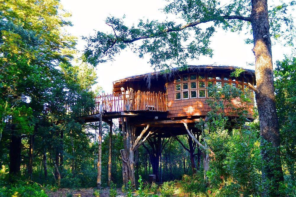 Tree Lodge Nidos De Pucon Exterior photo